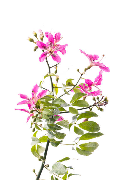istock pink silk floss tree flower isolated on blue sky background 1286265042