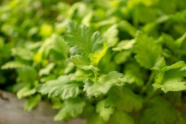 Fresh greenery foliage of Celery plant or baby Smallage spreading in the cray pottery on blurry background stock photo