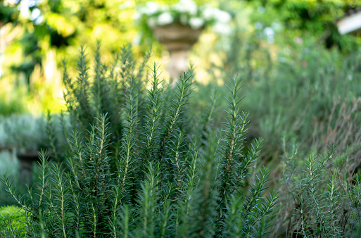 Planting Sensory organic garden, Rosemary fragrant herb is edible woody perennial plant with greenery needle-like leaves in traditional English cottage backyard