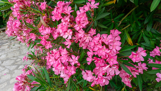 Bunches of pink petals of fragrant Sweet Oleander flower or Rose Bay, flowering plant blossom on green leaves background in summer season