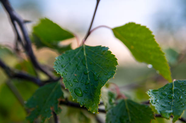 Birch leaf with raindrops, still life, close-up