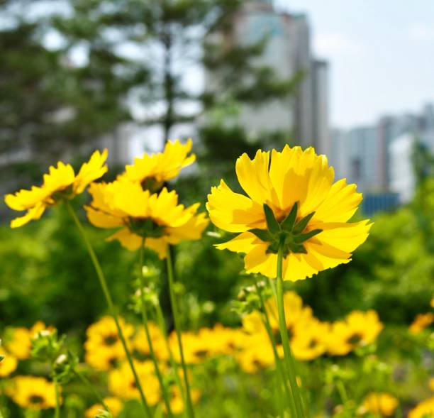 istock Autumn cosmos flower scenery, Wild flowers 1286267973