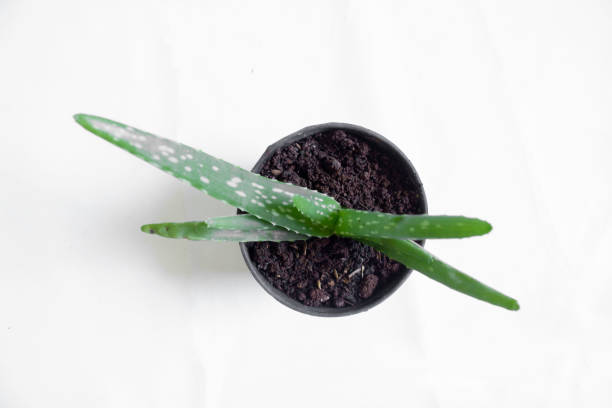 istock Young aloe vera plant on a pot 1286268445