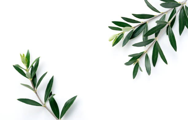 istock Olive branches and leaves placed on a white background 1286269253