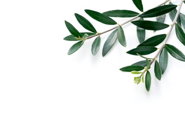istock Olive branches and leaves placed on a white background 1286269260