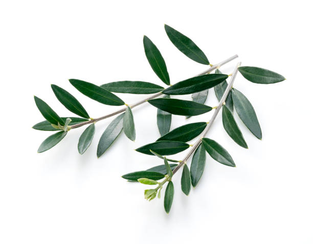 istock Olive branches and leaves placed on a white background 1286269309