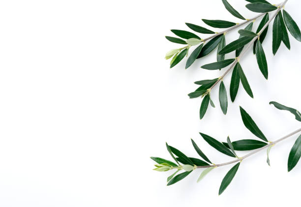 istock Olive branches and leaves placed on a white background 1286269359