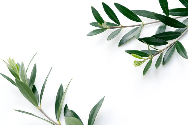 istock Olive branches and leaves placed on a white background 1286269457