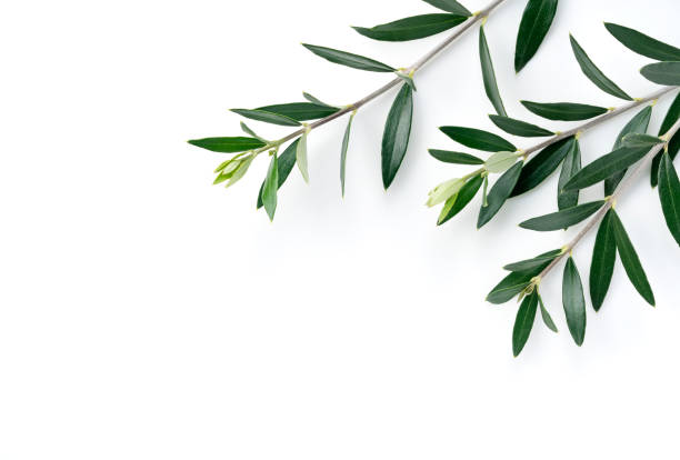 istock Olive branches and leaves placed on a white background 1286269460