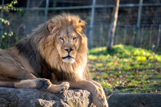 African Lion Sitting African Lion Resting on a Big Rock in a Sanctuary zoo stock pictures, royalty-free photos & images