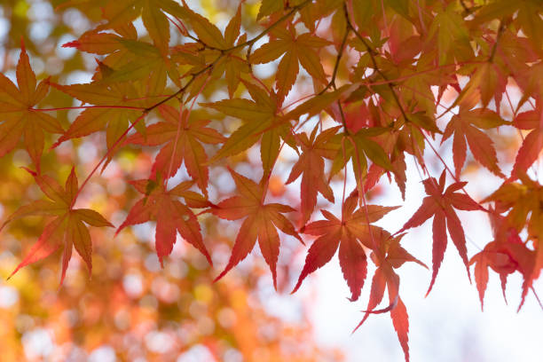 istock Autumn Red Leaves With Sunlight 1286274273