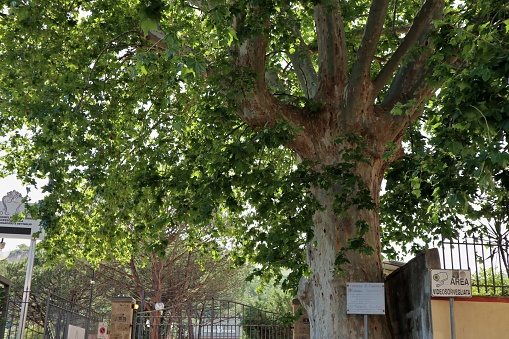 Belvedere di San Leucio, Caserta, Campania, Italy - May 22, 2020: Platanus Acerifolia, common plane tree also called Grande Vecchio, planted by Ferdinand II of Bourbon in 1841
