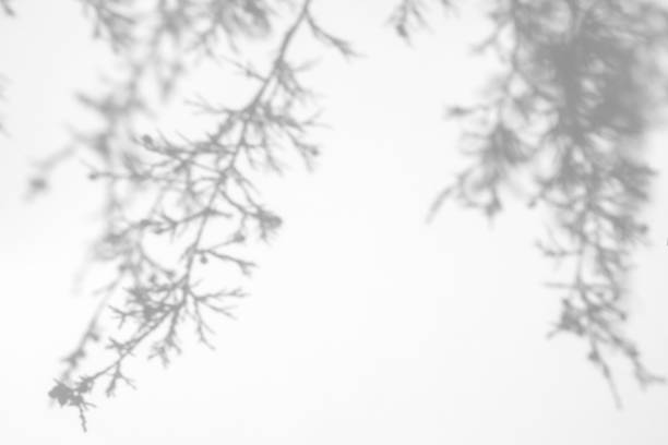 istock shadows of fir tree branches on a white wall 1286278860