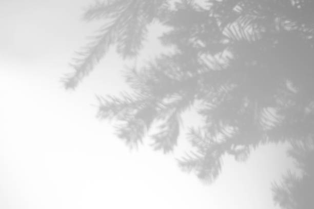 istock shadows of fir tree branches on a white wall 1286278880