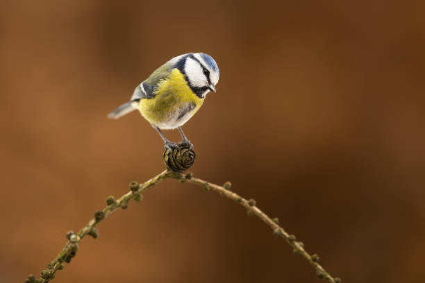 eurasiana teta azul sentada em galho na natureza outono - tit - fotografias e filmes do acervo