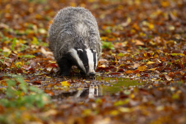 istock European badger drinking from splash in autumn nature 1286281288