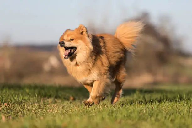 Portrait of an Eurasian dog outdoors in autumn
