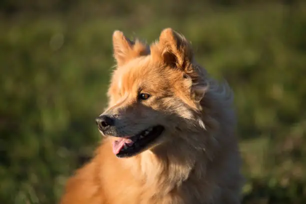 Portrait of an Eurasian dog outdoors in autumn
