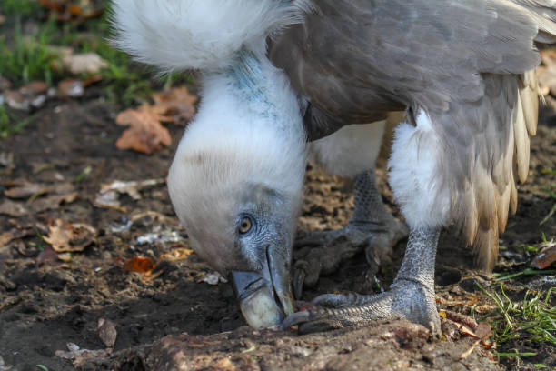 Portrait of a guzzling griffon vulture (gyps fulvus) Portrait of a guzzling griffon vulture (gyps fulvus) guzzling stock pictures, royalty-free photos & images