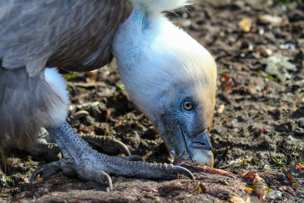 Portrait of a guzzling griffon vulture (gyps fulvus) Portrait of a guzzling griffon vulture (gyps fulvus) guzzling stock pictures, royalty-free photos & images