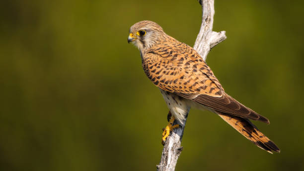 Female common kestrel sitting on a branch in summer nature and looking aside Female common kestrel, falco tinnunculus, sitting on a branch in summer nature and looking aside with copy space. Bird of prey with brown feathers perches on a tree illuminated by morning sun. falco tinnunculus stock pictures, royalty-free photos & images
