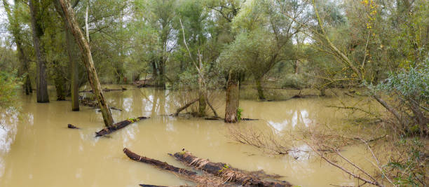 forêt riveraine inondée avec des troncs d’arbre flottant sur l’eau élevée - tree stream forest woods photos et images de collection