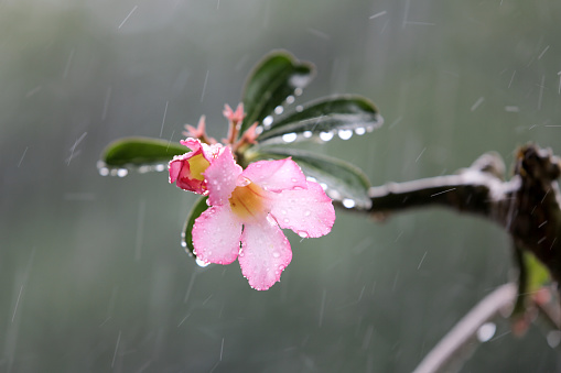 An overview of flower bonsai under the heavy rain.
