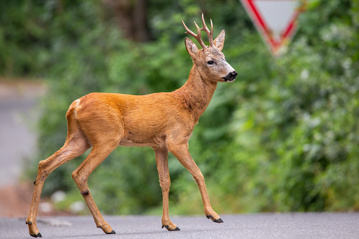Roe deer, capreolus capreolus, buck walking across road with street sign in background. Concept of conflict between vehicles and wild animals on highway.