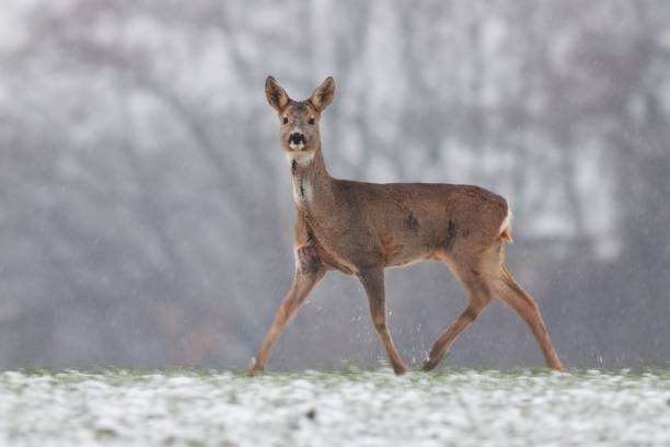 istock Roe deer walking on meadow in wintertime nature. 1286284876