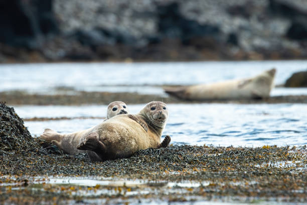 istock Two harbor seals lying on a seashore and looking into the camera 1286285039