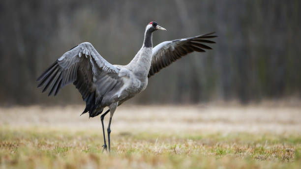 Wild common crane stretching wings and walking on hay field in autumn nature Wild common crane, grus grus, stretching wings and walking on hay field in autumn nature. Large feathered bird landing on meadow from side view. Animal wildlife in wilderness. eurasian crane stock pictures, royalty-free photos & images
