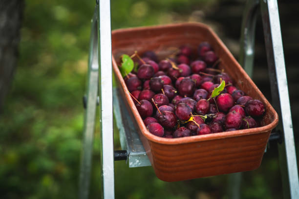 Wild apples (crab apples) in plastic container after harvesting. Selective focus. Shallow depth of field.