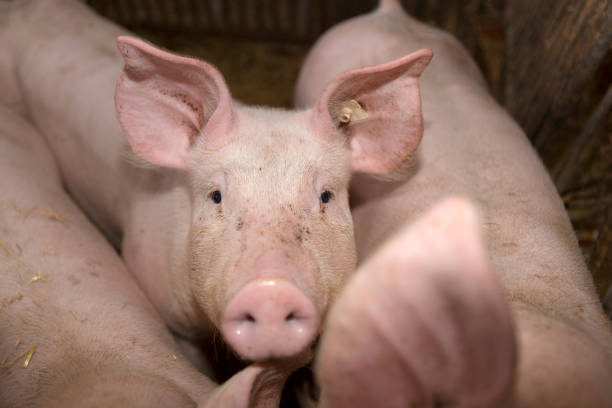 istock Three young pigs in a pigsty 1286286181