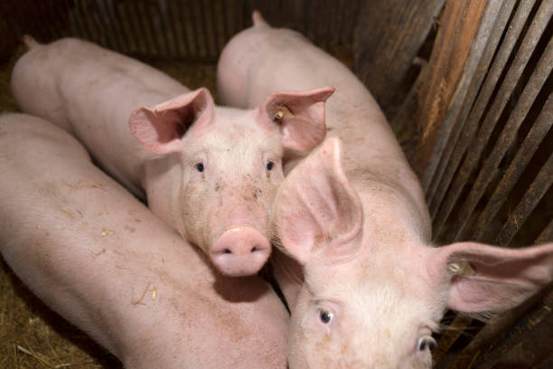 istock Three young pigs in a pigsty 1286286568