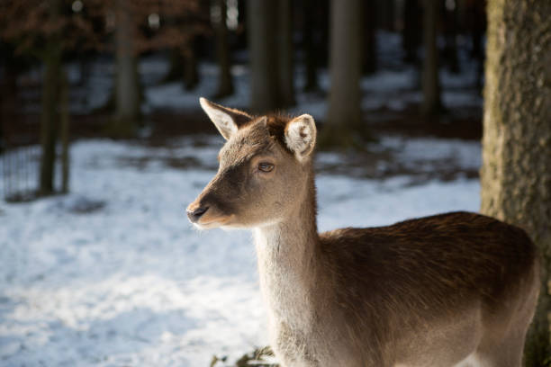 istock Portrait of a roe deer in the sunlight 1286286662
