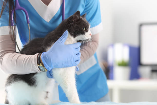 istock Veterinarian in the office examines the cat. 1286287274