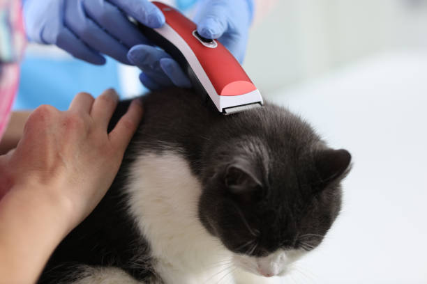 istock Groomer cuts the cat with an electric clipper. 1286287279