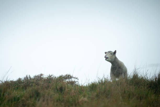 un agnello bambino in piedi sulla cima della collina e chiedendo la mamma - golden bay foto e immagini stock