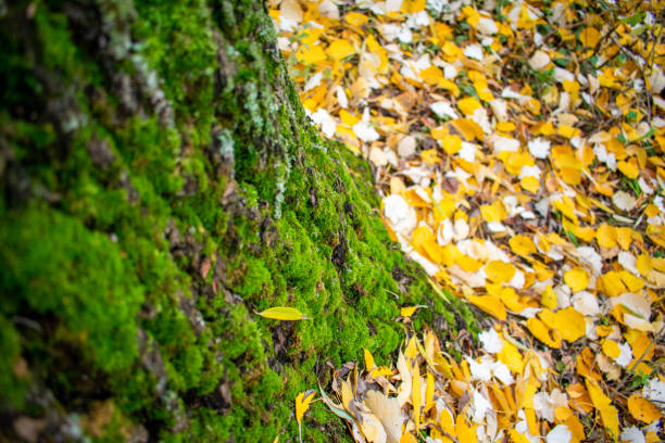 istock Moss on a tree trunk and fallen leaves around 1286288367