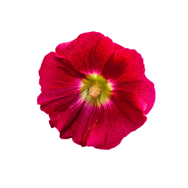 istock Beautiful red mallow flower isolated on a white background. 1286288862