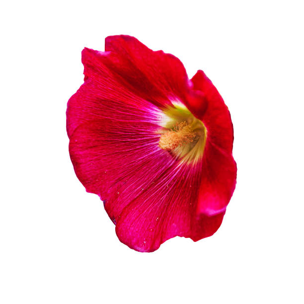 istock Beautiful red mallow flower isolated on a white background. 1286288872
