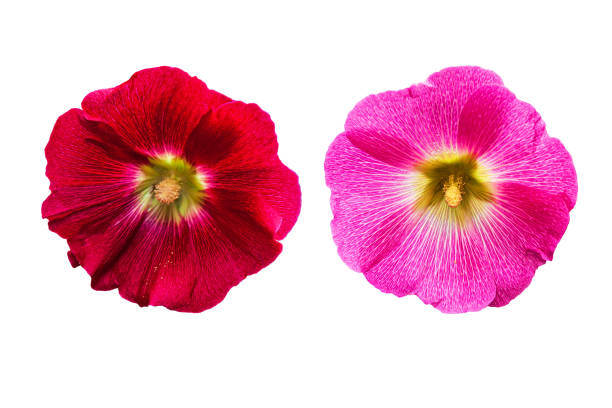 istock Beautiful red mallow flower isolated on a white background. 1286288886