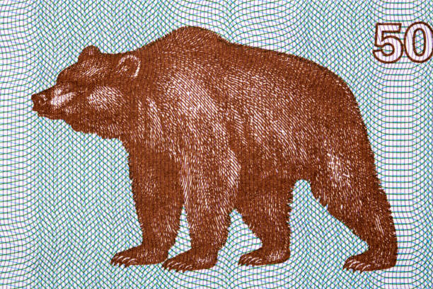 On a rainy day a black bear makes its way through the tall grass.