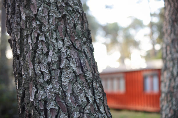 istock Pine tree bark in the foreground in a container house 1286292594