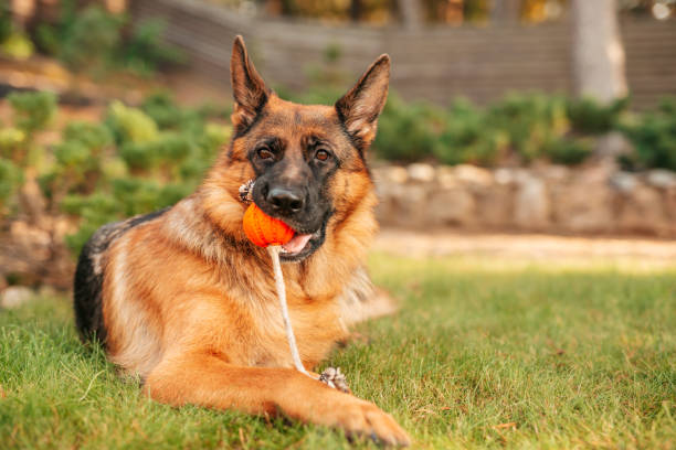 istock German shepherd dog playing with an orange ball in its mouth. 1286292661