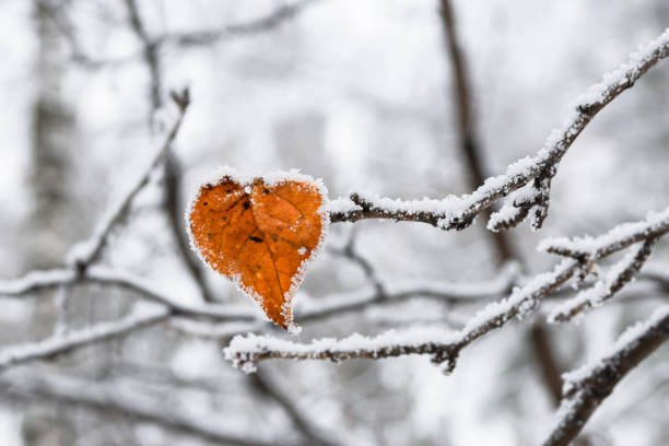 hoja de abedul amarillo en forma de corazón cubierta de escarcha. concepto del día de san valentín - heart shape snow ice leaf fotografías e imágenes de stock