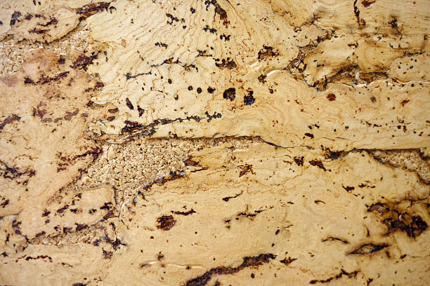 istock The texture of a cork tree. Empty yellow surface with cracks. Abstract background close-up. 1286293445