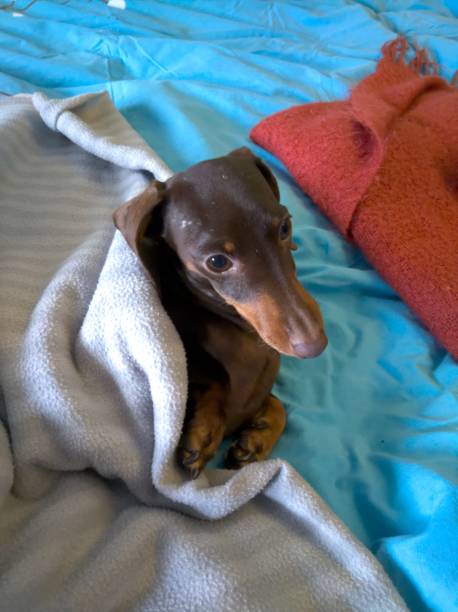 istock Chocolate coloured dachshund under a cover 1286293588
