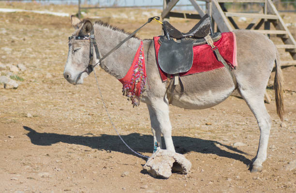 istock Cute dozing donkey in waiting for tourists. 1286293648