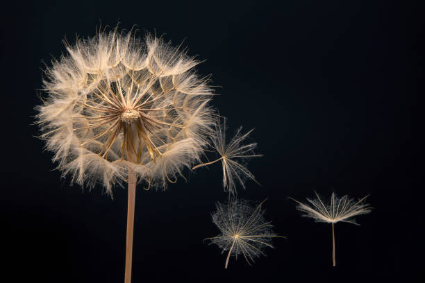 istock Dandelion seeds flying next to a flower on a dark background 1286293786